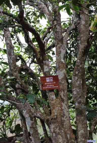 昔归古树熟茶价格，探寻昔日辉煌：古树熟茶的市场价格解析