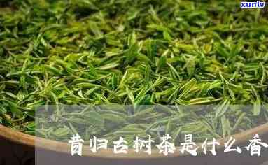 昔归古树茶什么香味-昔归古树茶什么香味好喝