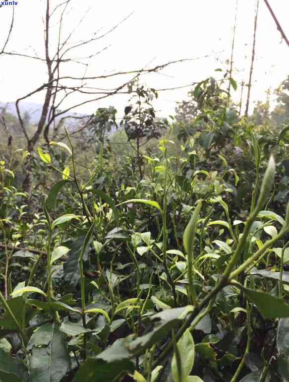 帕沙古树茶口感特点，探索帕沙古树茶的独特口感特点