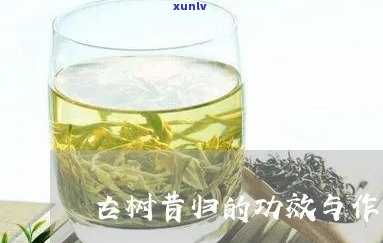 全面解析：昔归古树茶的功效、作用及评价