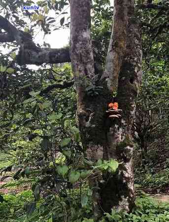 探寻古树茶：更大古树揭秘、图片展示与详细介绍