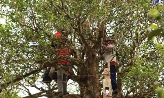 云南磨烈普洱茶的特点：产地、价格一览