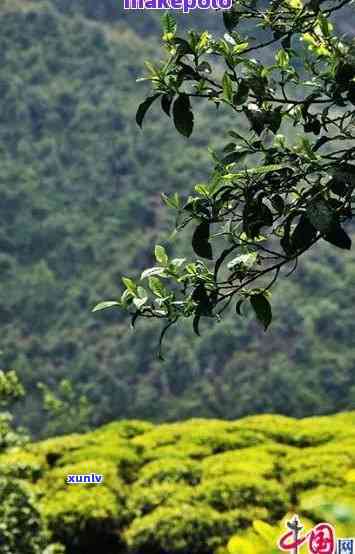 子箐茶叶，品尝云南特色：探究子箐茶叶的魅力