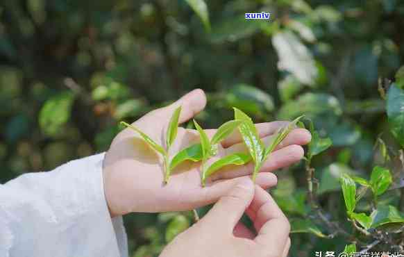 雨林古树茶：可以升值、有收藏价值，是否好？