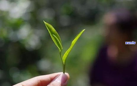 古树茶：冲泡度是多少？