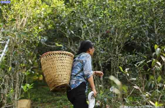 南糯山古树茶：生茶还是熟茶？探讨其特点与优劣