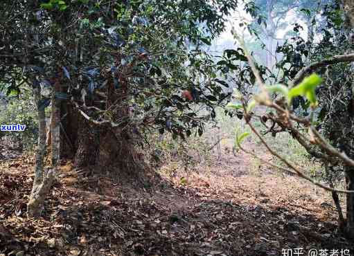 南糯山古树茶：生茶还是熟茶？探讨其特点与优劣