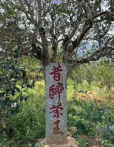 800年昔归古树茶-昔归古树茶有多少年了?