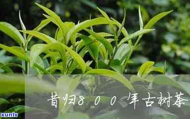 800年昔归古树茶-昔归古树茶有多少年了?