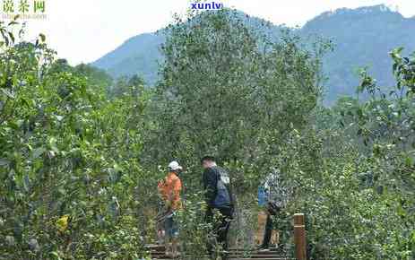 昔归古树茶多少树龄-昔归古树茶树龄在多少