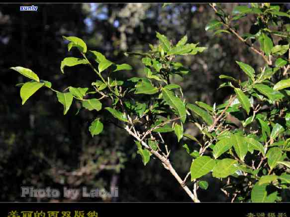 西双版纳古树茶-西双版纳古树茶产区