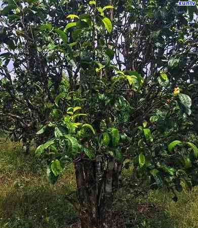 昔归单株是什么茶，探秘昔归单株：一种独特的茶叶品种