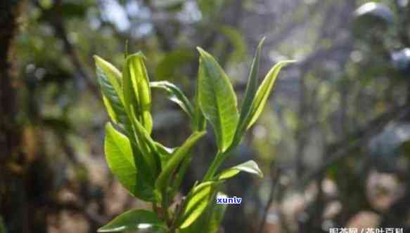 纯料古树茶的口感是怎样的，探索纯料古树茶的独特口感：一次味蕾的旅行