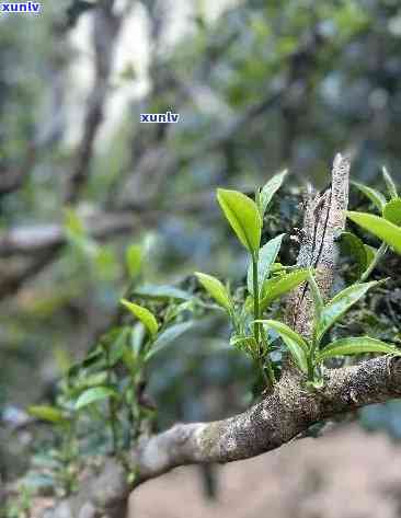 茶人评说昔归古树茶：真实性探讨