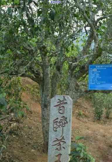 昔归古树茶洛浦公园-昔归茶山位置