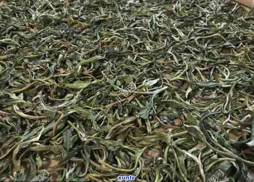 昔归古树茶杀青图片-昔归古树茶怎么样