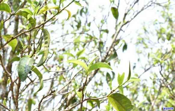 探索昔归古树茶的香气：其独特味道与特点