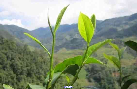 临沧昔归古树茶特点-云南临沧昔归古树茶