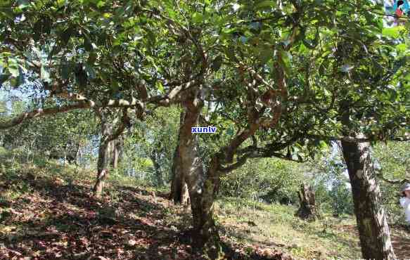 黄草坝古树茶多少年成熟，探寻黄草坝古树茶的生长历程：多少年才能成熟？