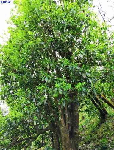 黄草坝野生古茶树，探秘黄草坝野生古茶树：品味千年历的茶香