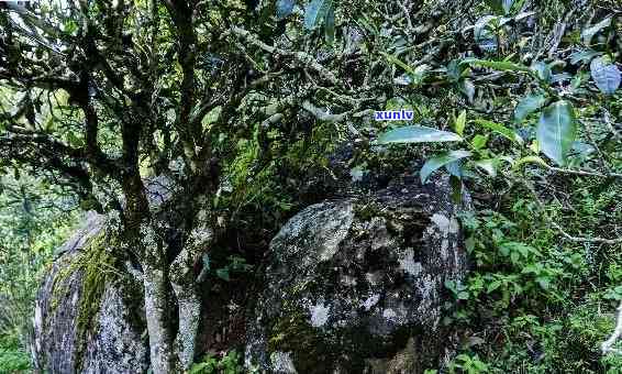 昔归古树茶的香气，探寻古韵：昔归古树茶的独特香气