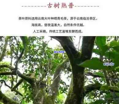 云南临沧昔归古树茶，《探秘云南临沧昔归古树茶：口感独特，历悠久》