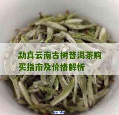 南糯古树茶西双版纳有卖吗？价格多少？