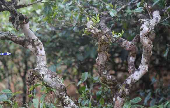 曼糯古树茶的特点：口感醇厚，回味悠长