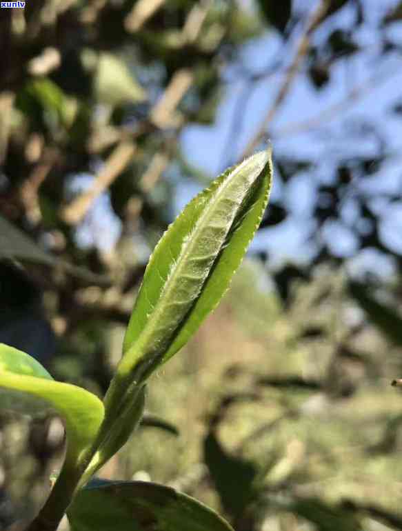 云南古树茶：究竟种植了多少亩土地？