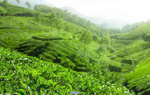 云南古树茶面积，探访云南古树茶园，感受大自然的魅力与馈赠