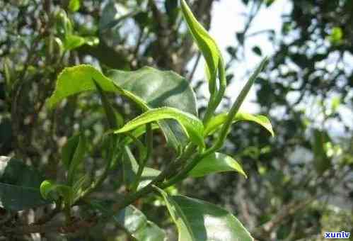 昔归古树茶的香气，探寻昔日古韵：昔归古树茶的香气解析