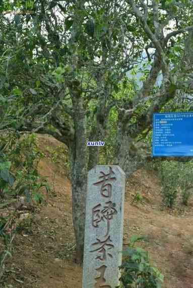 昔归古树茶地理位置，探秘云南普洱茶之王：昔归古树茶的地理位置与独特韵味