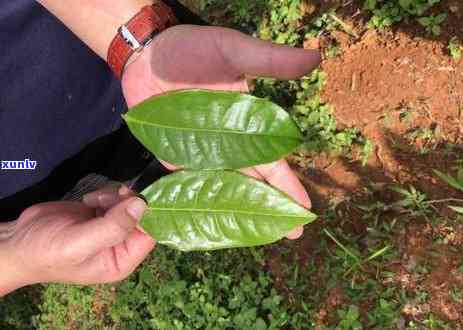 昔归古树茶地理位置，探秘云南普洱：揭秘昔归古树茶的神秘地理位置