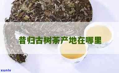 昔归古树茶哪家好喝-昔归古树茶在什么地方