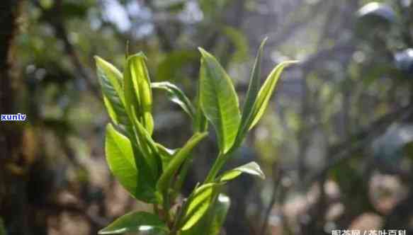 昔归古树茶视频大全-昔归古树茶有哪些特点?