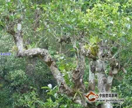 落水洞古树茶会苦吗-落水洞古树茶怎么冲泡