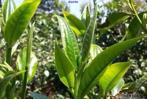 昔归古树茶秋茶价格-2017年昔归古树秋茶价格