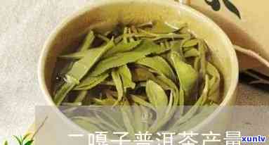 二嘎子茶是古树茶吗？价格为何如此昂贵？