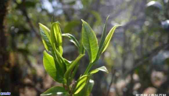 昔归古树茶有哪些特点，探秘昔归古树茶：特点解析与品鉴指南