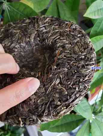 云南昔归古树茶饼生茶价格与特征介绍，2019年最新价格解析