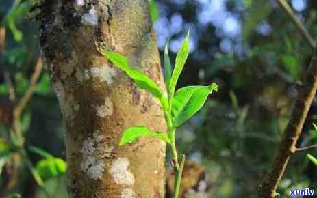 昔归古树茶2009年价格，探究昔归古树茶2009年的市场价格走势