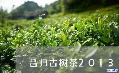 2013昔归古树茶-2013昔归古树茶价格