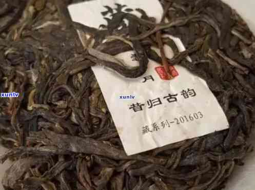 昔归古树茶：品类、特点与评价