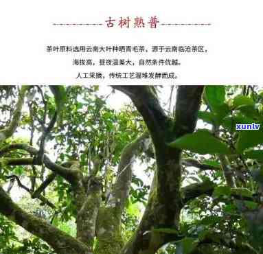 昔归古树茶2010-昔归古树茶2023年价格