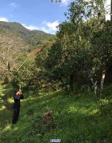 昔归古树茶：揭秘其地理位置与原产地——云南临沧市双江拉祜族自治县大雪山南