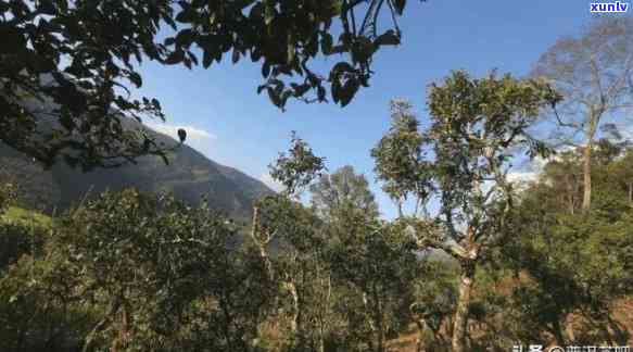 昔归古树茶：揭秘其地理位置与原产地——云南临沧市双江拉祜族自治县大雪山南