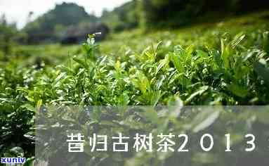 昔归2013古树茶-昔归古树茶2013年价格