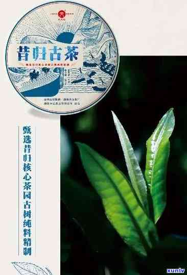 昔归古树茶历：探索其特别特点与魅力