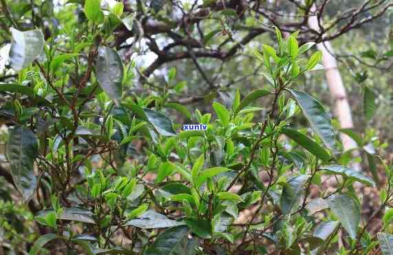 昔归茶和昔归古树茶的区别，探秘昔归茶与昔归古树茶的差异之处