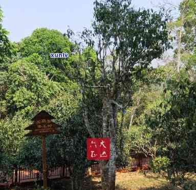 雨林古树茶绿雀，探寻神秘的雨林古树茶：绿雀的魅力所在